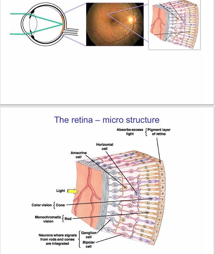 <p>light comes in from front, interacting with photoreceptors (rods and cones) connected to bipolar cells and ganglion cells - these can integrate the rods and cones signals </p><p>Horizontal connections and amacrine cells also modulate signals </p><p>Pigment layer of retina doesn’t recognise light but absorbs the light to ensure vision can occur but also to protect the photoreceptor cells</p>