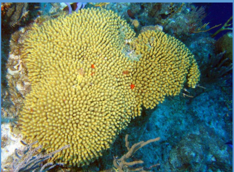 <p>What is this digitate coral from the Scleractinia order? </p>