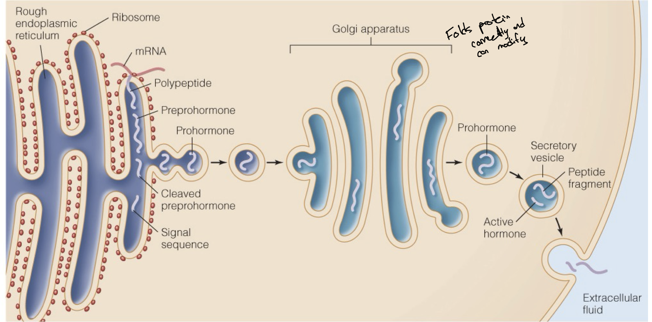 <p>Peptide hormones are produced in the rough endoplasmic reticulum</p><p>Then they are cleaved from preprohormones into prohormones when they are packaged into vesicles. </p><p>Then the golgi apparatus takes the proteins in these vesicles and properly folds them into their functional structure. </p><p>Before being released from the cytoplasm, the prohormones are cleaved once more into the active peptide hormone and then released via exocytosis.</p>