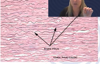 <p>Contain the protein elastin and lesser amounts of other proteins</p><p>Main property is it returns to shape after being stretched/compressed </p><p>Found in skin and liagements</p>