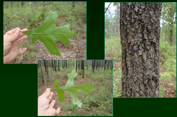 <p>•</p><p>Restricted to dry, sandy areas</p><p>•</p><p>Key Characters:</p><p>•</p><p>Primarily three-lobed leaves</p><p>•</p><p>Acute leaf base</p><p>•</p><p>Pubescent underneath</p>