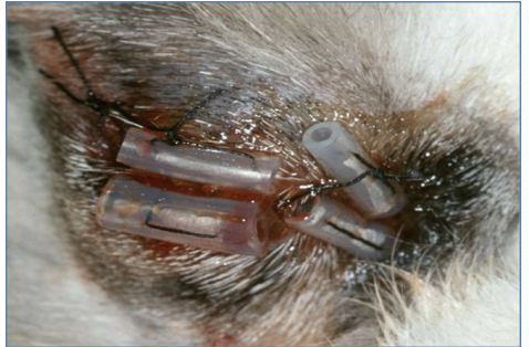 <p>A temporary what procedure can be done in facial paralysis patients to protect the globe? It uses horizontal mattress and non-absorbable suture, and can also be done in cases of proptosis and trigeminal neuropathy.</p>