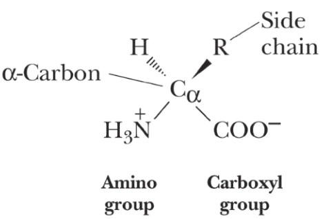 <ul><li><p>An alpha-carbon covalently linked to:</p><ul><li><p>Amino Group (-NH2)</p></li><li><p>Carboxyl Group (-COOH)</p></li><li><p>Variable Side Chain (R-group)</p></li><li><p>Hydrogen (-H)</p></li></ul></li></ul><p></p>