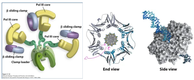 <ul><li><p>copies DNA </p></li><li><p><strong>Pol III Core (αεθ):</strong> The α subunit builds the new DNA strand from 5' to 3', the ε subunit checks and fixes errors using 3' to 5' proofreading, and the θ subunit stabilizes the core</p></li><li><p><strong>Beta Sliding Clamp (β₂):</strong> A ring-shaped protein that locks the polymerase onto the DNA strand</p></li><li><p><strong>Clamp Loader(τ/γ</strong>)<strong>:</strong> An ATP-powered assembly (τ, γ, δ, δ', χ, ψ) that opens and places the sliding clamp onto the DNA template</p></li></ul><p></p>