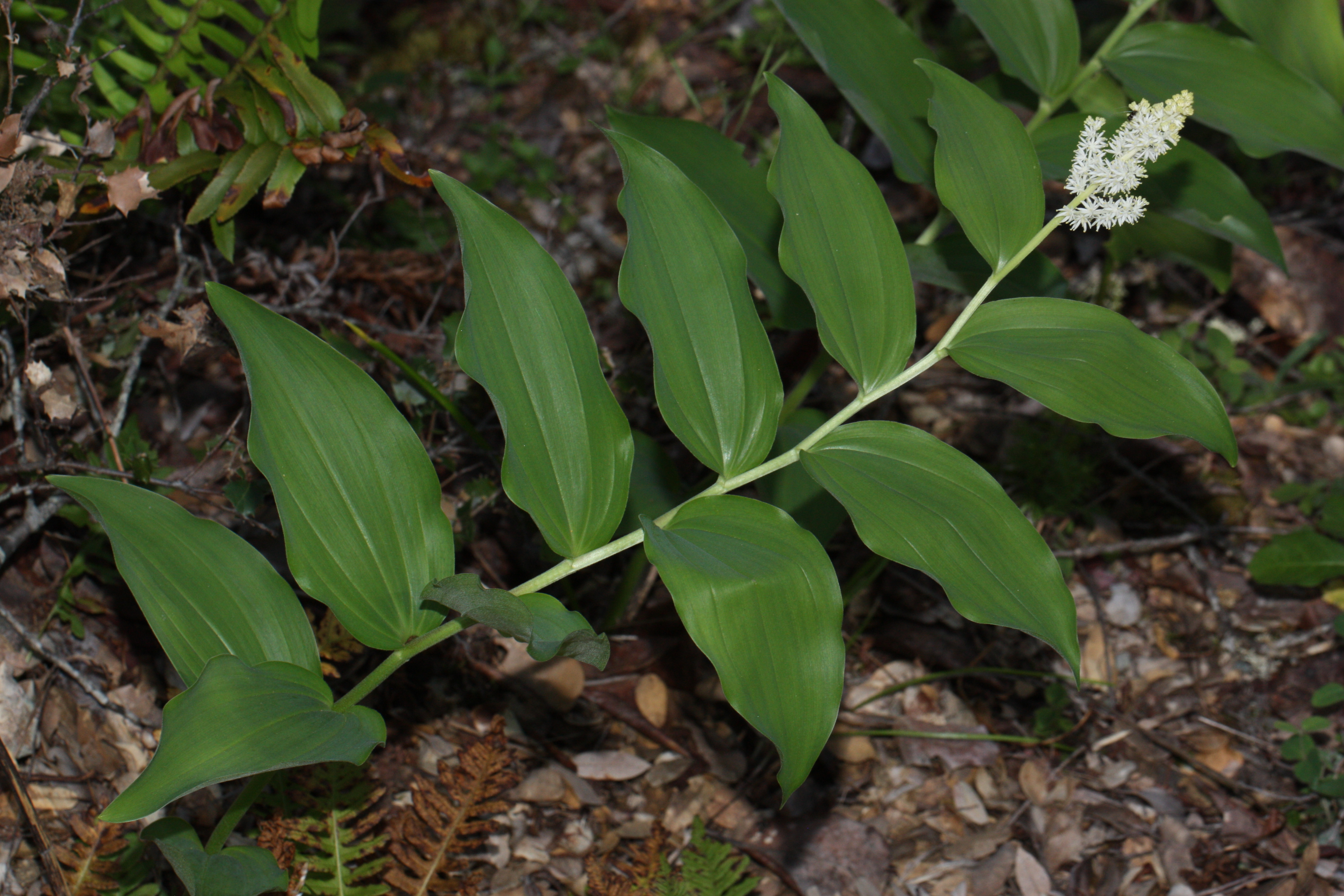 <p>Maianthemum racemosum</p>