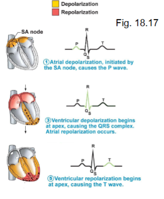 <ul><li><p>P wave</p></li><li><p>QRS wave</p></li><li><p>T wave</p></li></ul><p></p>