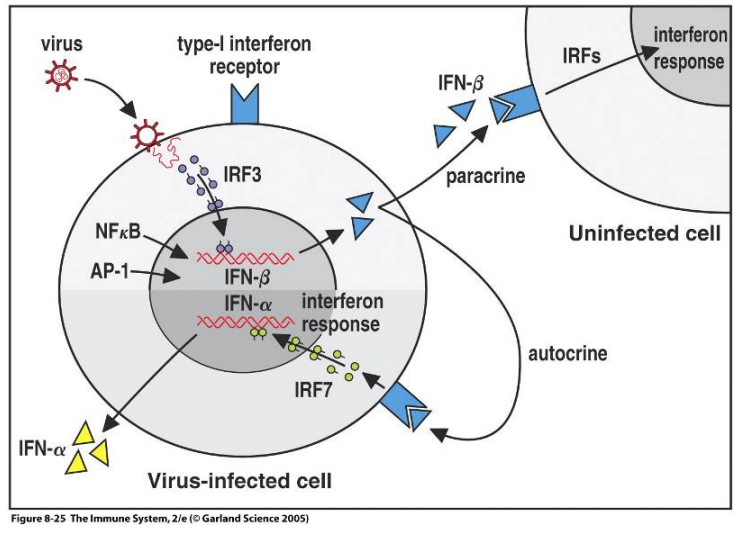 <p>Human cells infected by virus are stimulated to produce certain cytokines called Type ——- interferons → which includes Interferon-α and Interferon-β.</p><p>They act interfere with viral replication and signal adjacent cells to prepare defense (all cells have IFN Type I receptors).</p>