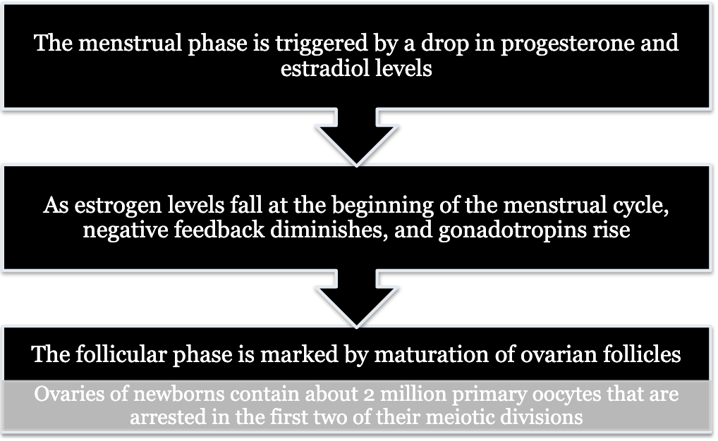 <ul><li><p>The menstrual phase is triggered by a drop in progesterone and estradiol levels → </p></li><li><p>As estrogen levels fall at the beginning of the menstrual cycle, negative feedback diminishes, and gonadotropins rise → </p></li><li><p>The follicular phase is marked by the maturation of ovarian follicles </p><ul><li><p>Ovaries of newborns contain about 2 million primary oocytes that are arrested in the first two of their meiotic divisions</p></li></ul></li></ul><p></p>