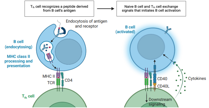 <p><strong><u>B cell endocytosis of antigen &amp; receptor</u></strong></p><ul><li><p>antigen is loaded on MHC II, transported to surface</p></li><li><p>Tfh cell binds via MHC II, CD4 &amp; CD40L</p></li><li><p>releases cytokines allowing expansion</p></li></ul><p></p>