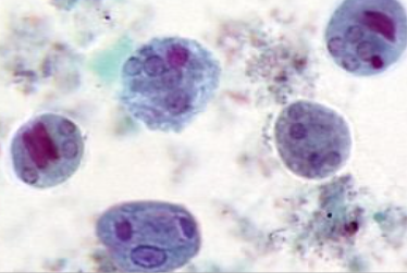 <p><span style="background-color: rgba(0, 0, 0, 0); line-height: 19.7625px;">What is the species in this photo?</span></p>