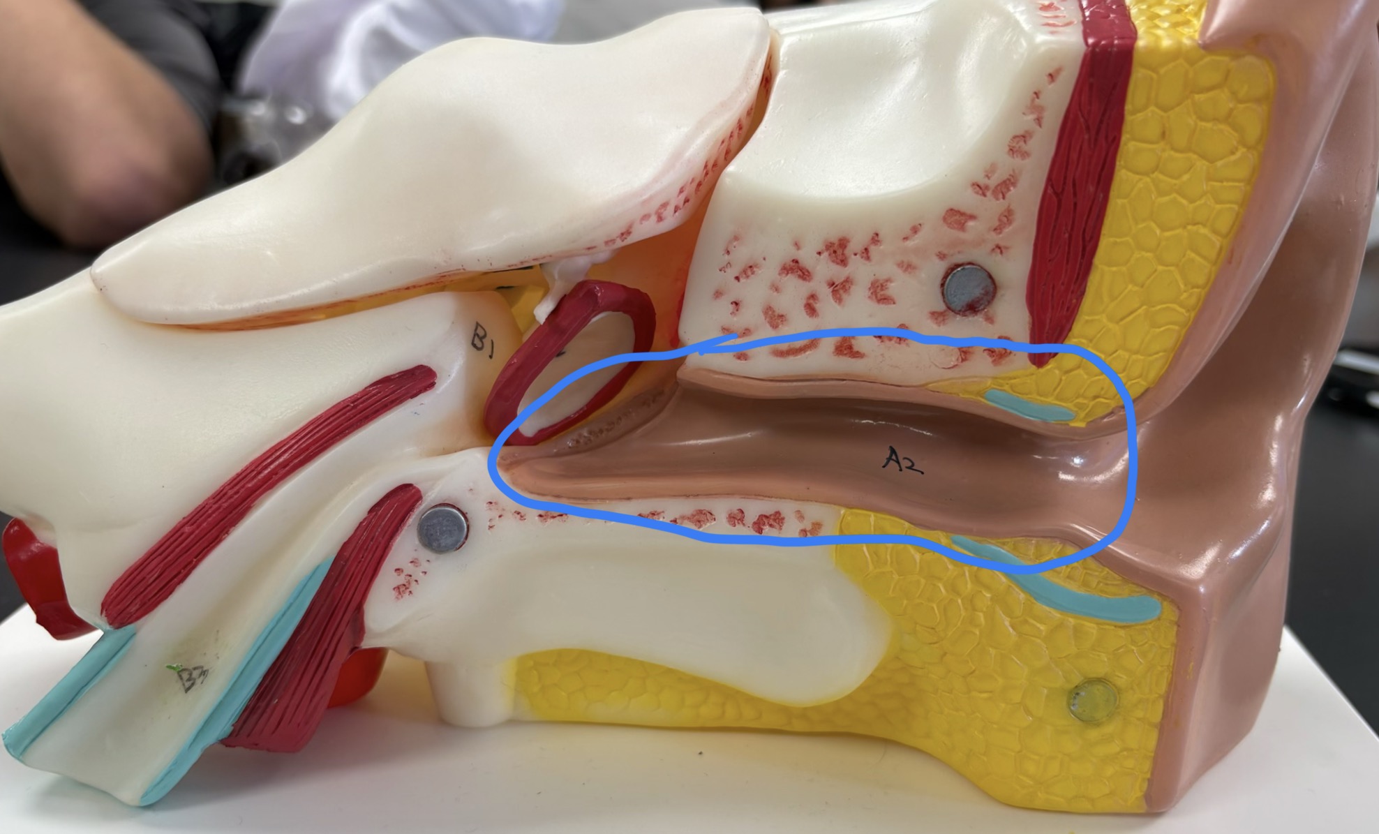 <p>what structure is this </p>