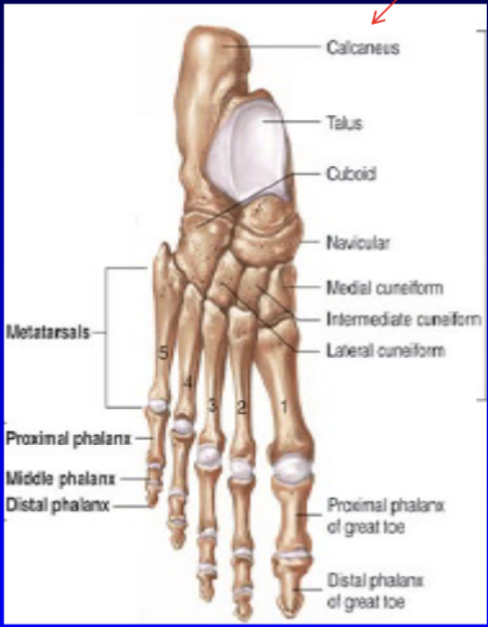 <p>Ankle → 7 tarsals</p><p>Calcaneus forms heel</p><p>This: 5 metatarsals and 3 phalanges per digit</p>