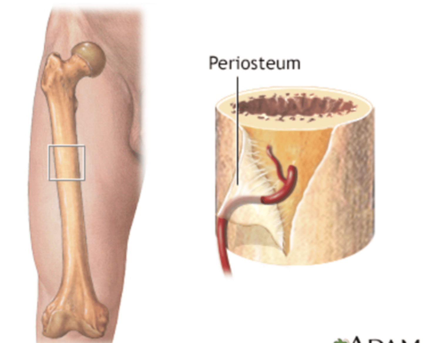 <p>Fibrous connective tissue that covers each skeletal element acting like a sleeve.</p>