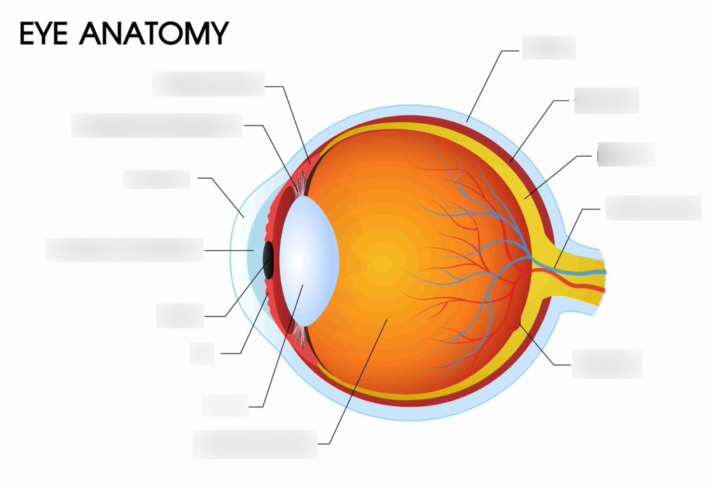 <p>Name 7 parts of the eye</p>