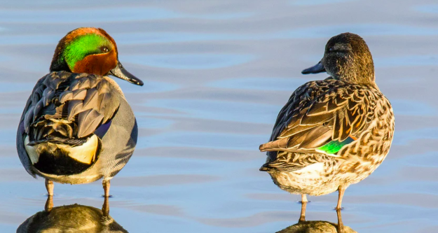 <p>female with same green band on wing as male</p>