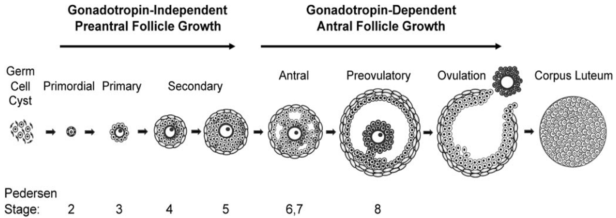 <ul><li><p><strong>Diagnostic relevance:</strong></p><ul><li><p>Essential for <strong>ultrasound analysis</strong> in clinical/diagnostic settings</p></li><li><p>Helps identify <strong>arrested follicle stage</strong></p></li></ul></li><li><p><strong>Review:</strong></p><ul><li><p><strong>Different follicle stages</strong> (primordial → antral → preovulatory)</p></li><li><p><strong>Gonadotropin-independent vs. gonadotropin-dependent</strong> stages</p></li></ul></li></ul><p></p>