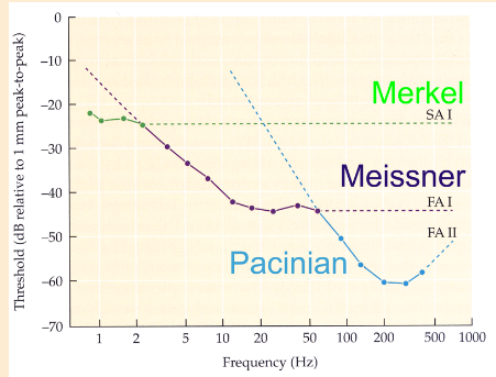 <p>vibrotactile frequency- touch detection varies w vibrotactile stimulus frequency & probe area</p>