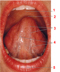 <p>what veins are visible on the under surface of the tongue #3</p>