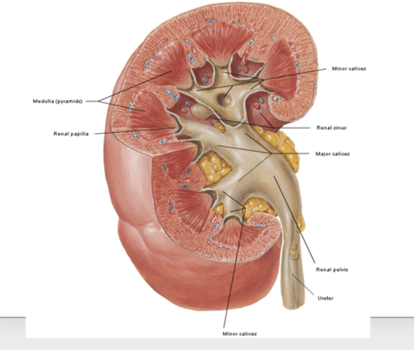 <p>what are the major and minor calices of the kidneys? what do they form and go into?</p>