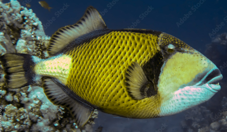 <p>Erect spines at the first half of the dorsal fin, paired dorsal and an al fins (Picasso, Titan, Vampire</p>