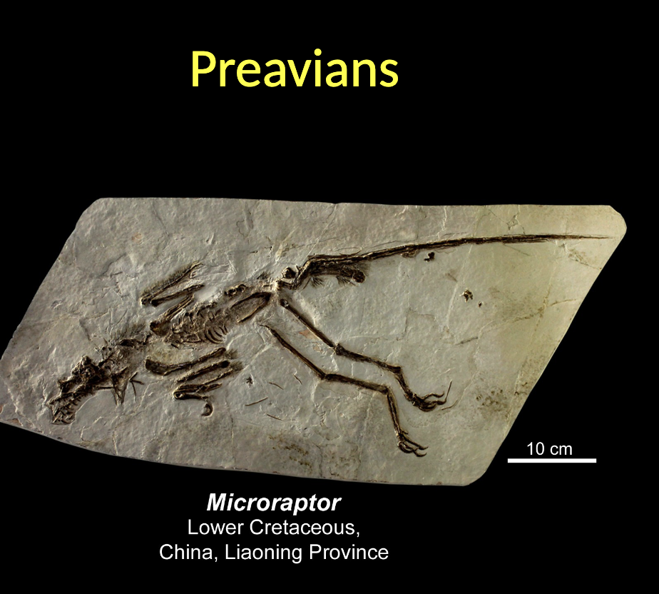 <p>Preavians - Microraptor </p><ul><li><p>Lower CRETACEOUS  </p></li><li><p>CHINA</p></li></ul><p></p>
