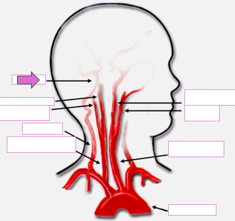 <p>Based on the indicated area, identify this vessel</p>