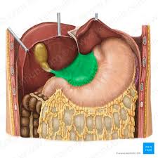 <ul><li><p>The <strong>lesser omentum</strong> is a <strong>thin, double-layered peritoneal fold</strong> connecting the liver to the stomach and duodenum.</p></li><li><p>From the <strong>liver</strong></p></li><li><p>To:</p><ul><li><p><strong>lesser curvature of the stomach</strong></p></li><li><p><strong>duodenum</strong></p></li></ul></li></ul><p></p>