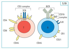 <p>A membrane-bound immunoglobulin (Ig) that recognizes specific antigens.</p>