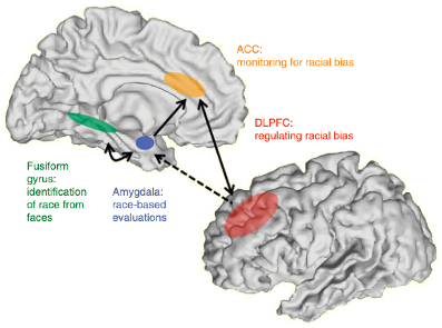 <p>FFA categorization, amygdala evaluation, ACC and DLPFC regulate bias</p>