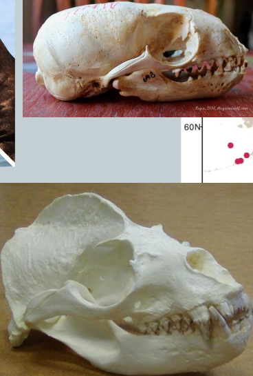 <p>Zalophus californicus</p>