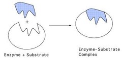 <p>Characteristics of an enzyme after catalyzing a chemical reaction</p>