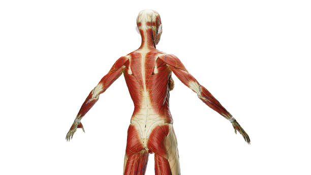 <p>Band or sheet of fibrous connective tissues.</p>