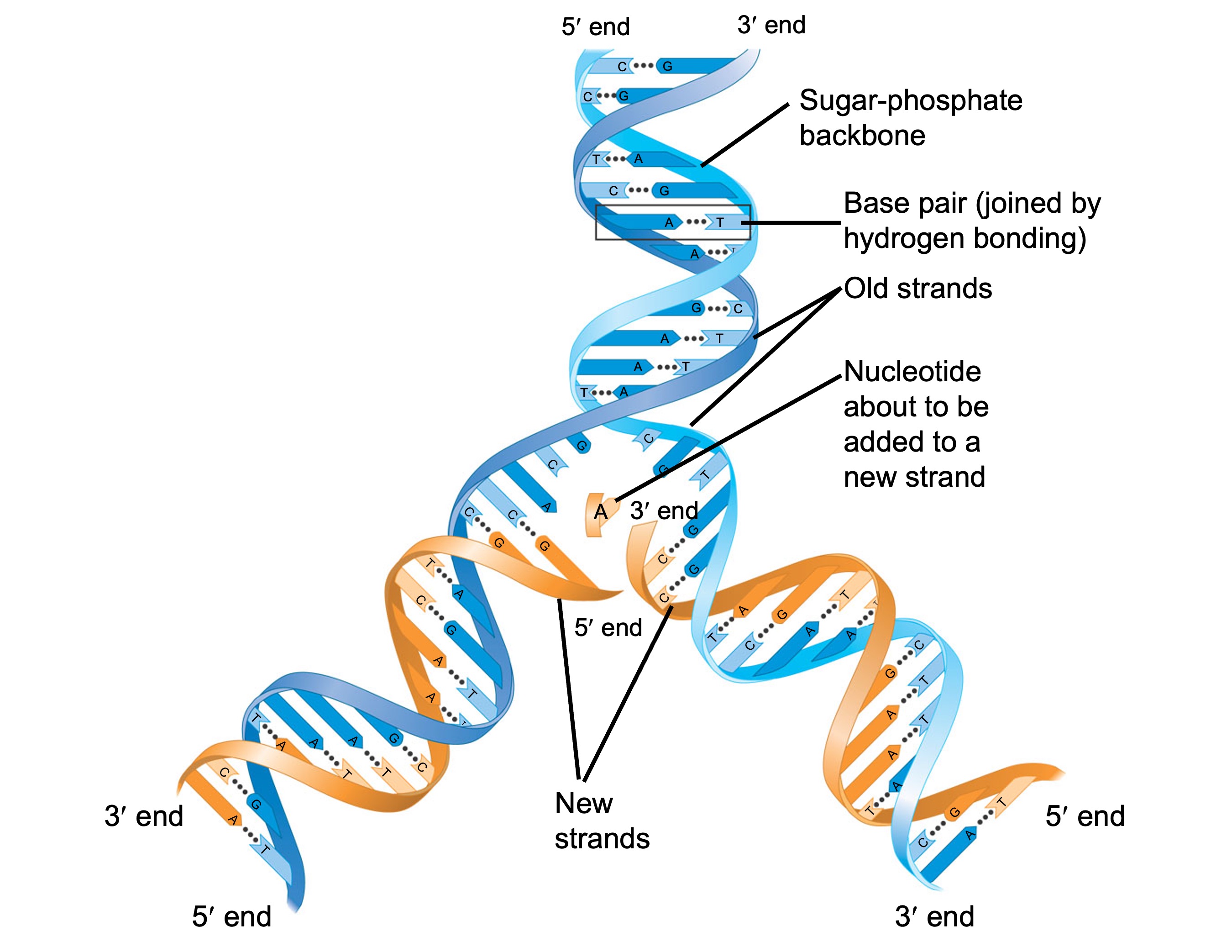 <p>2 polynucleotides spiral around each other</p><ul><li><p>sugar + phosphate backbone forms helix ribbon</p></li><li><p><mark data-color="yellow" style="background-color: yellow; color: inherit;">H-bonds</mark> form between nitrogenous bases (A-T, C-G) to form the rungs</p></li></ul><p>→ replication: identical nitrogenous base sequence used, H-bonds break + reform, RNA produces second strand for new DNA strand</p><ul><li><p>discovered by Watson and Crick, Rosalinda Franklin</p></li></ul><p></p>