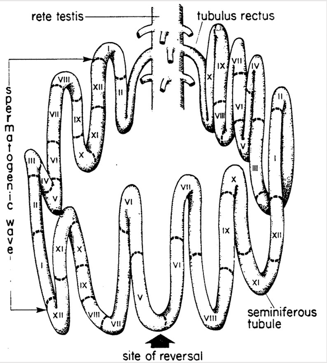 <p>Helps move sperm without overloading the “entrance” of rete testis</p><ul><li><p>Spermatozoa constantly formed + released into duct system</p></li><li><p>Timing of spermatogenesis is staggered throughout seminiferous tubule to prevent overloading exit</p></li><li><p>Site of spermiation constantly changing, creates “wave” of sperm release</p></li></ul><p></p>