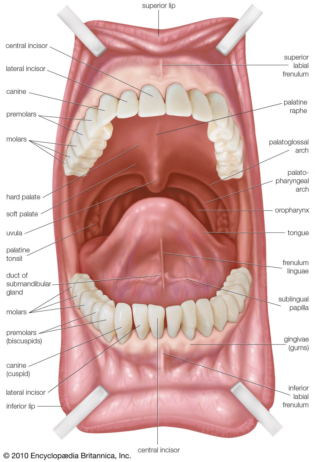 <p>oral</p>