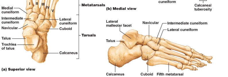 <p>Talus and calcaneus bone of tarsus</p>