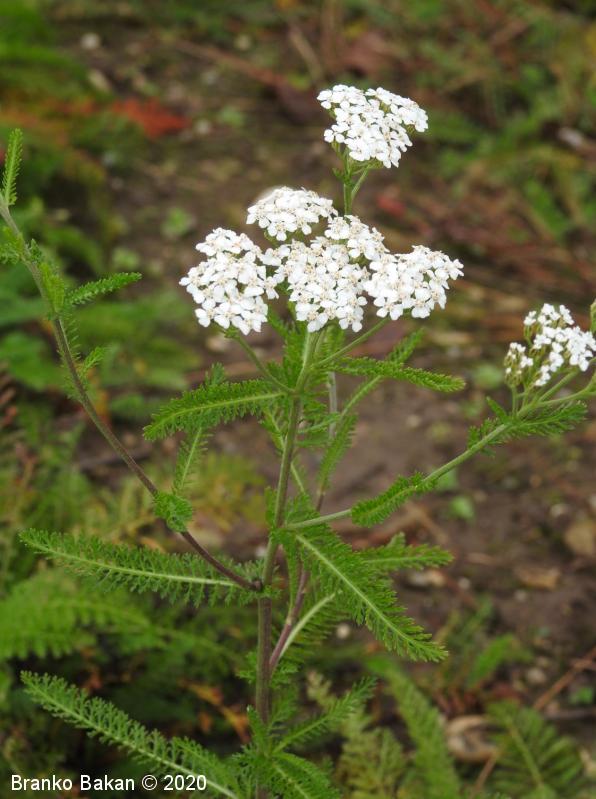 <p>Navadni rman-Achillea millefolium</p>