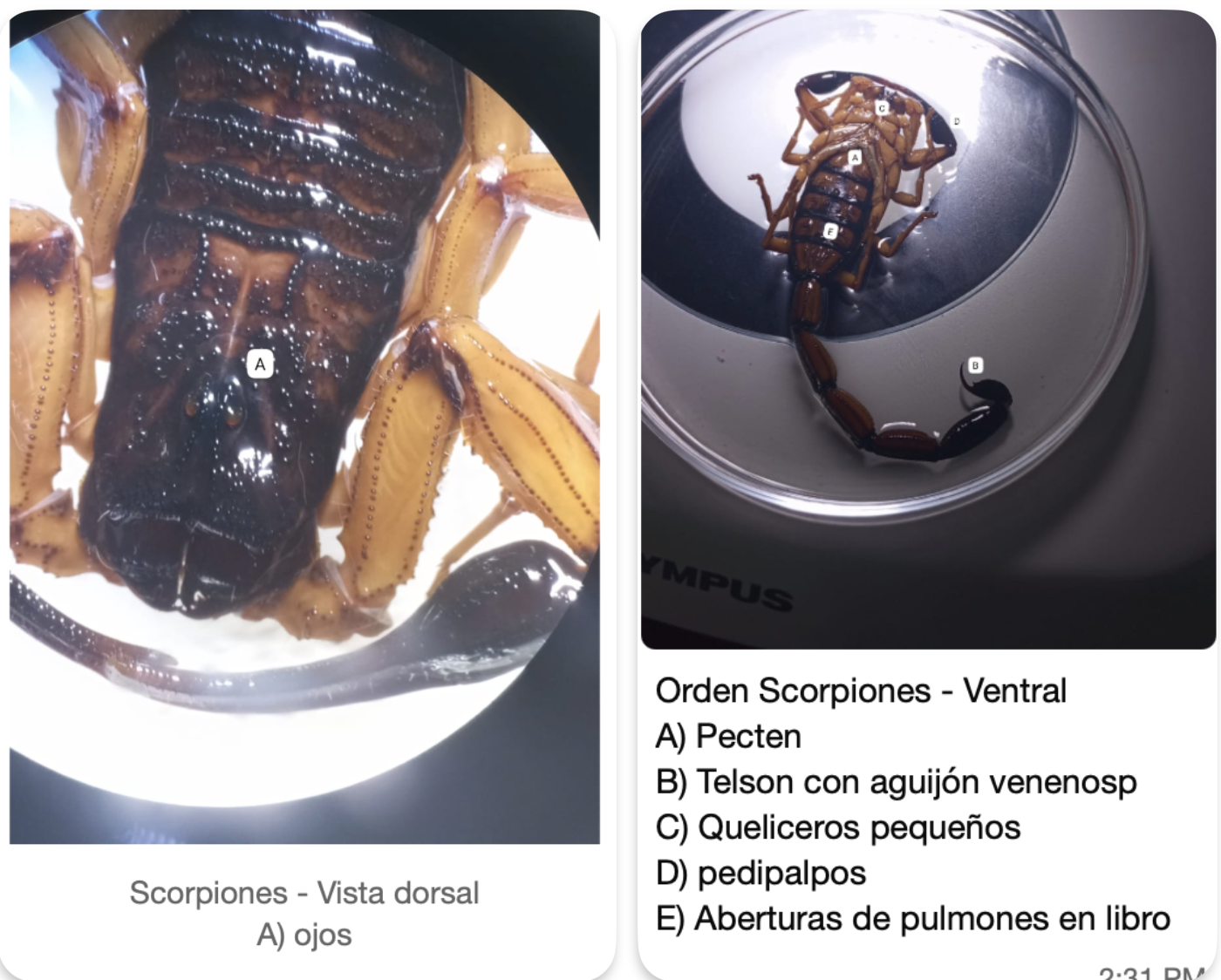 <p>FILO ARTHROPODA</p><p>SUBFILO CHELICERATA</p><p>CLASE ARACHNIDA</p><p>ORDEN SCORPIONIDA (ESCORPIONES Y ALACRANES)</p><p>CARACTERÍSTICAS:<br>-Quelíceros pequeños</p><p>-Pedipalpos quelados</p><p>-Telsón (aguijón venenoso)</p><p>-opérculo genital en el prosoma</p><p>-peines (somito IX)</p><p>-Pulmones en libro (branquias</p><p>-2 ojos</p>