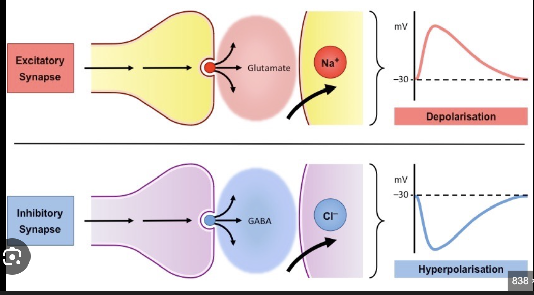 <ul><li><p>presynaptic membrane = sender</p><ul><li><p>releases neurotransmitters (calcium triggers release)</p></li></ul></li><li><p>post synaptic membrane = receiver</p><ul><li><p>has receptors</p></li></ul></li></ul><p></p>