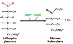 <p>converts 6-phosphogluconate into ribulose 5-phosphate, releasing CO2 and consuming NADP+</p>