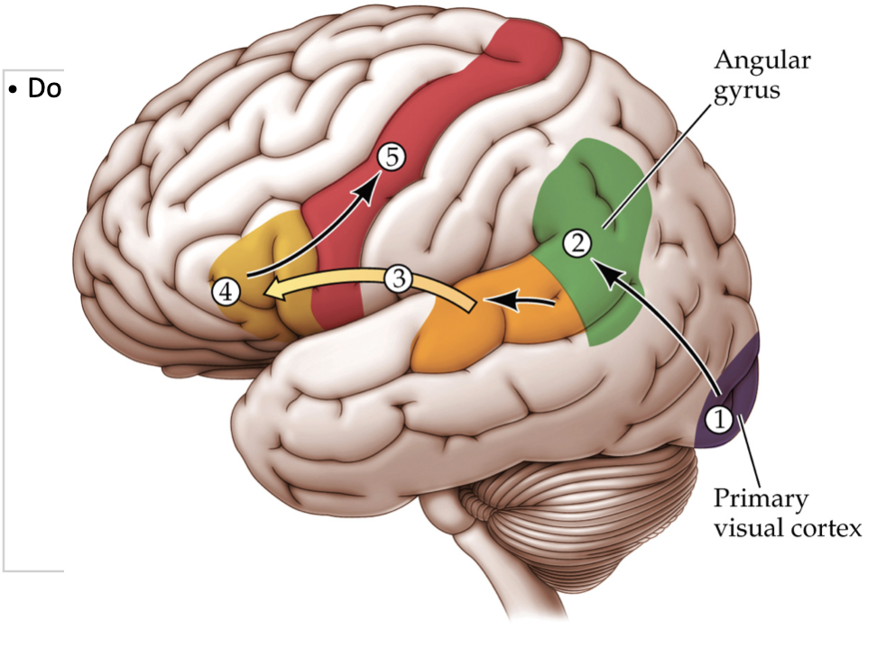 <p><strong>Written Input Pathway</strong></p>