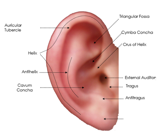 <p>label missing part</p>