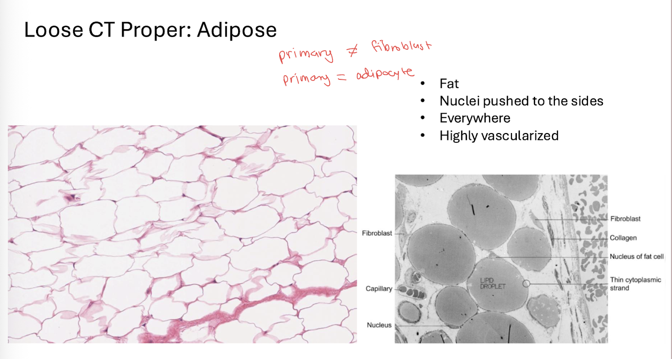 <p>contains <strong>adipocytes/fat cells → fat storage</strong></p><ul><li><p>Highly vascularized, found everywhere (especially subcutaneous layer)</p></li></ul><p></p>
