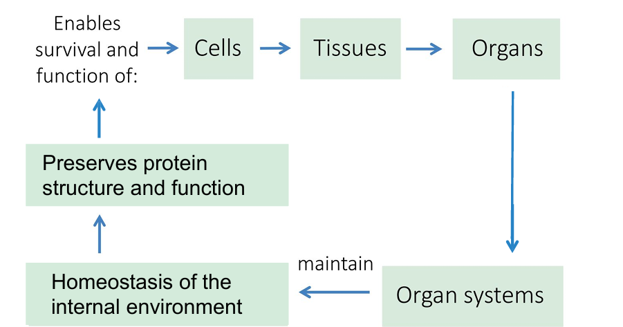 <ul><li><p>Because stable internal conditions allow cells to function, and functioning cells allow organ systems to operate — maintaining life</p></li></ul><p></p>