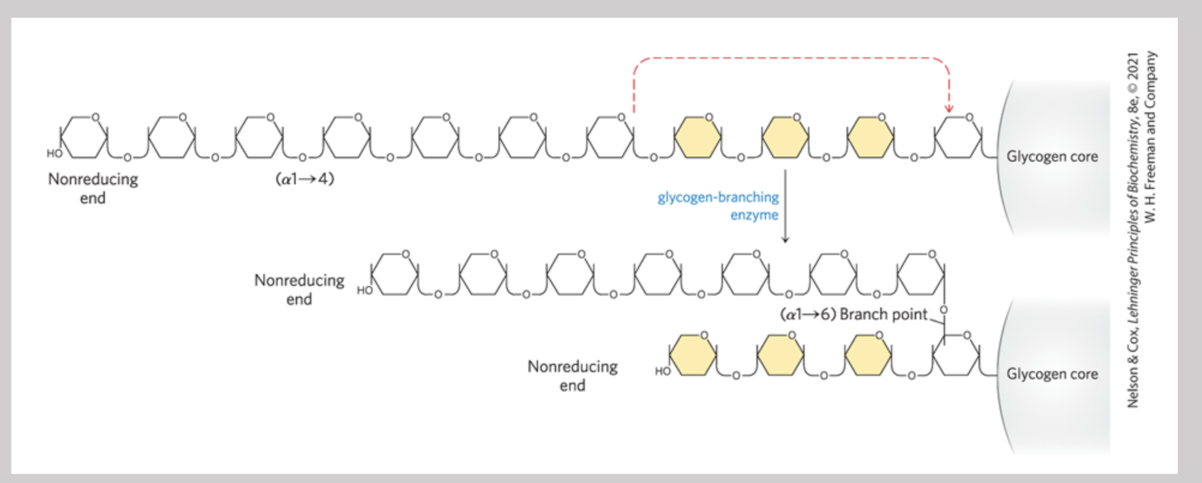 <p>Catalyzes the formation of the alpha1-6 bonds found at the branch points of glycogen</p>