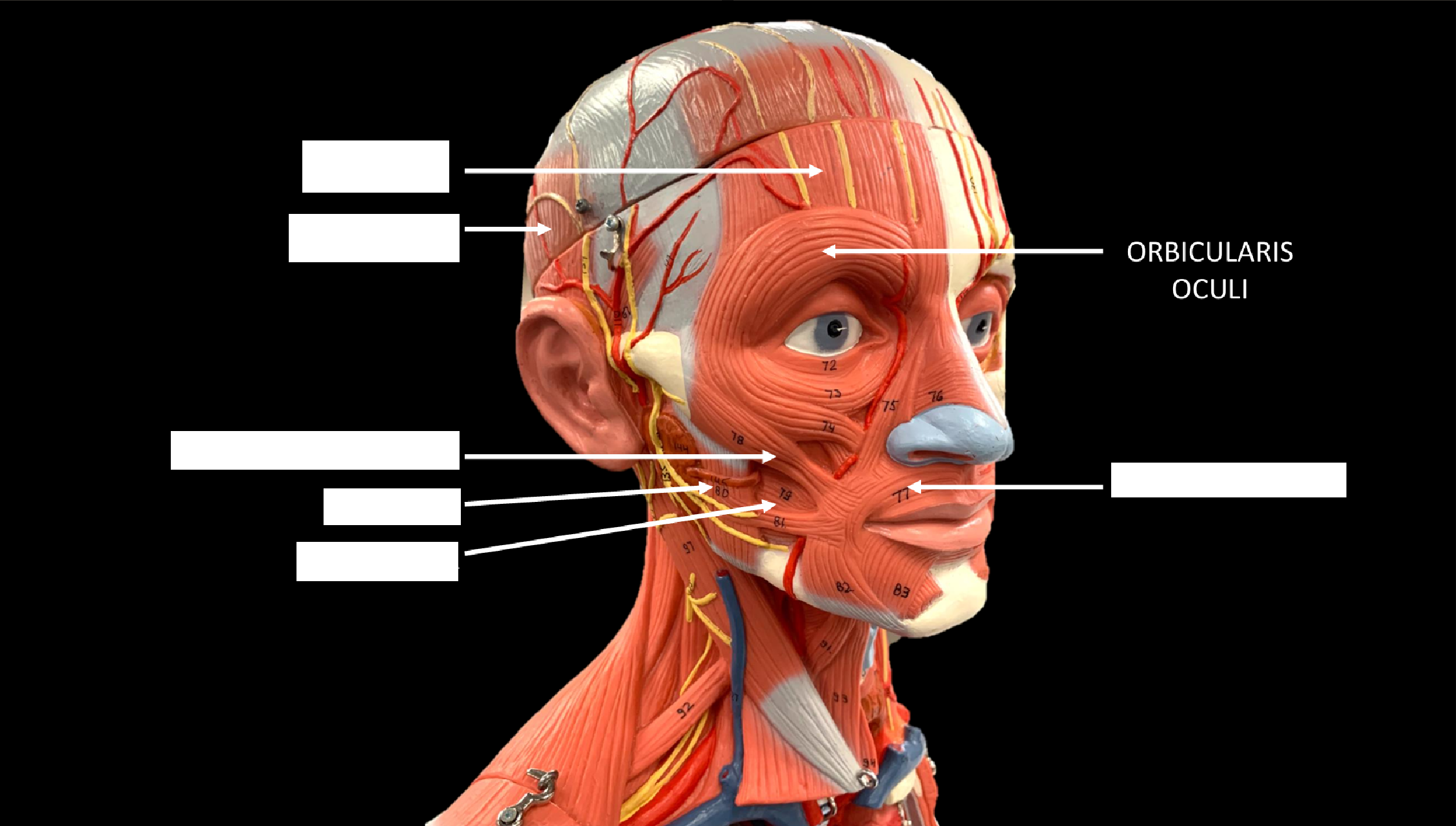 <p>OBRICULARIS OCULI</p>