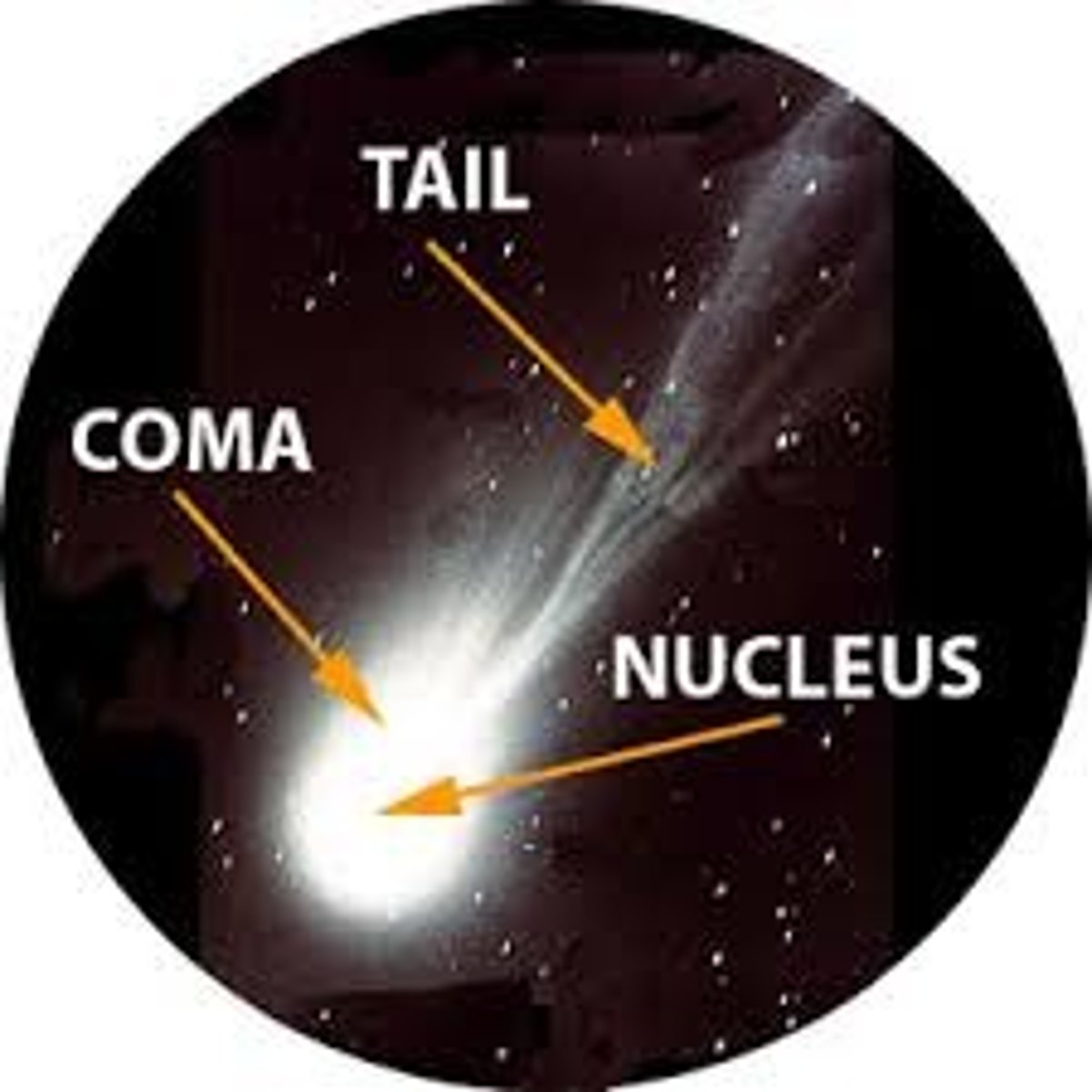 <p>nucleus, coma, dust tail, gas tail</p>