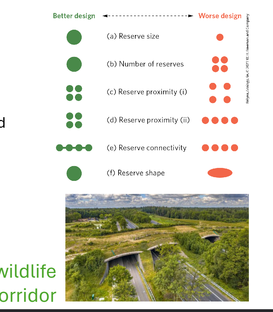 <ul><li><p><span><strong>Environment</strong></span></p><ul><li><p><span>Improve habitat quality to increase carrying capacity</span></p></li><li><p><span>Increase habitat area to increase population size</span></p></li><li><p><span>Restore connectivity to increase movement and colonization</span></p></li></ul></li><li><p><span><strong>Genetics</strong></span></p><ul><li><p><span>Increase gene flow to decrease inbreeding and reduce homozygosity</span></p></li><li><p><span>Decreased homozygosity increases fitness</span></p></li><li><p><span>Increased population sizes minimizes the impacts of genetic drift</span></p></li></ul></li></ul><p></p>