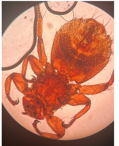 <p>přežvýkavci</p>