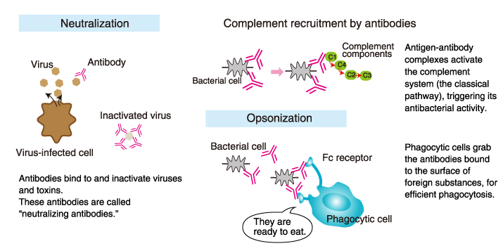 <p>Antibodies bind to the surface of viruses or toxins, preventing them from attaching to host cell receptors</p>
